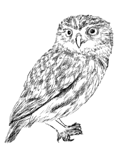 Buho